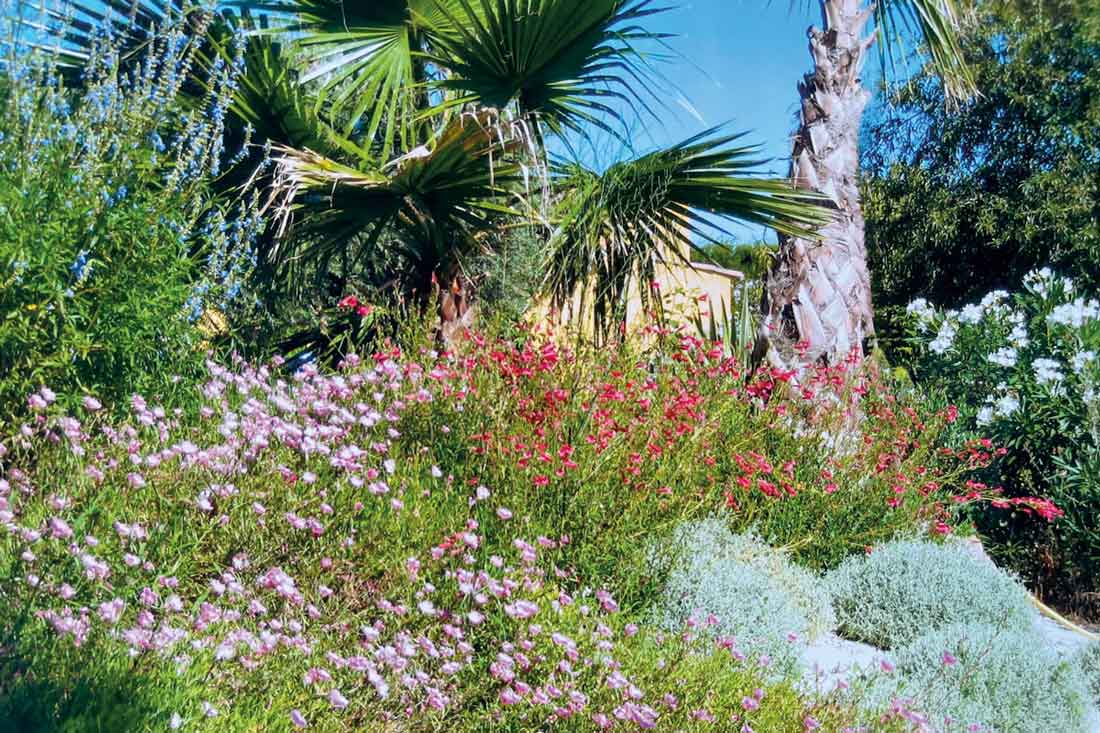 Jardin présenté sur l'accueil de Signatures : palmiers, massifs fleuris et végétation méditerranéenne