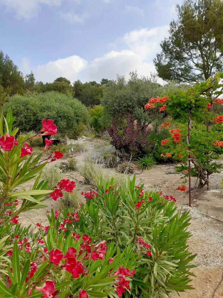 massif-mediterraneen-jardin-sec